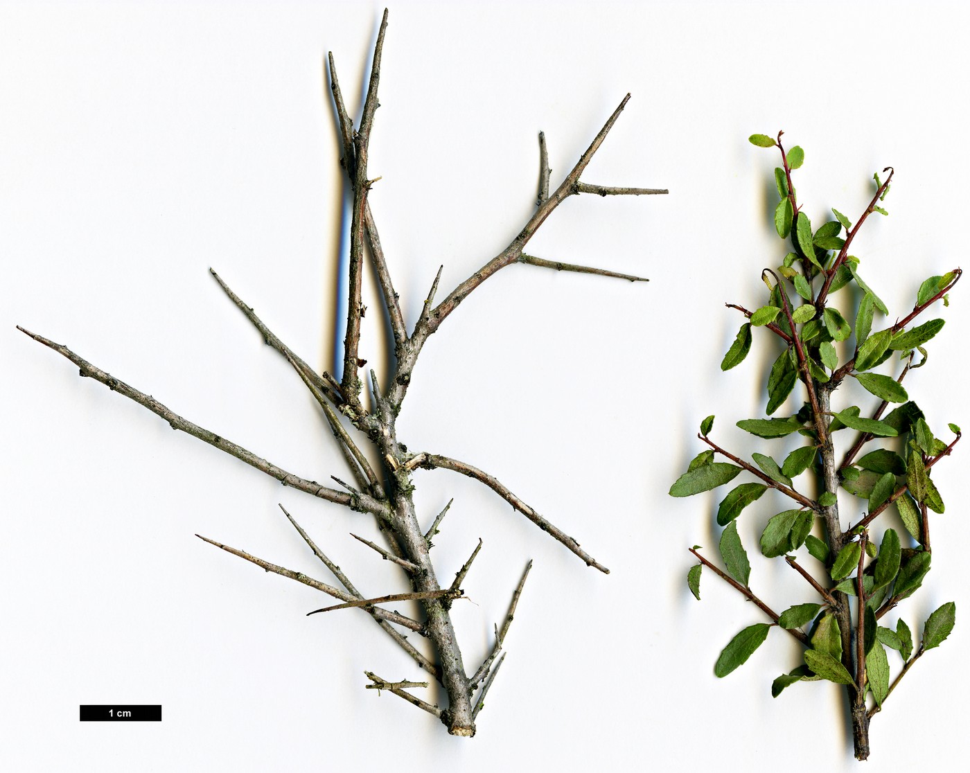 High resolution image: Family: Rhamnaceae - Genus: Rhamnus - Taxon: prunifolia
